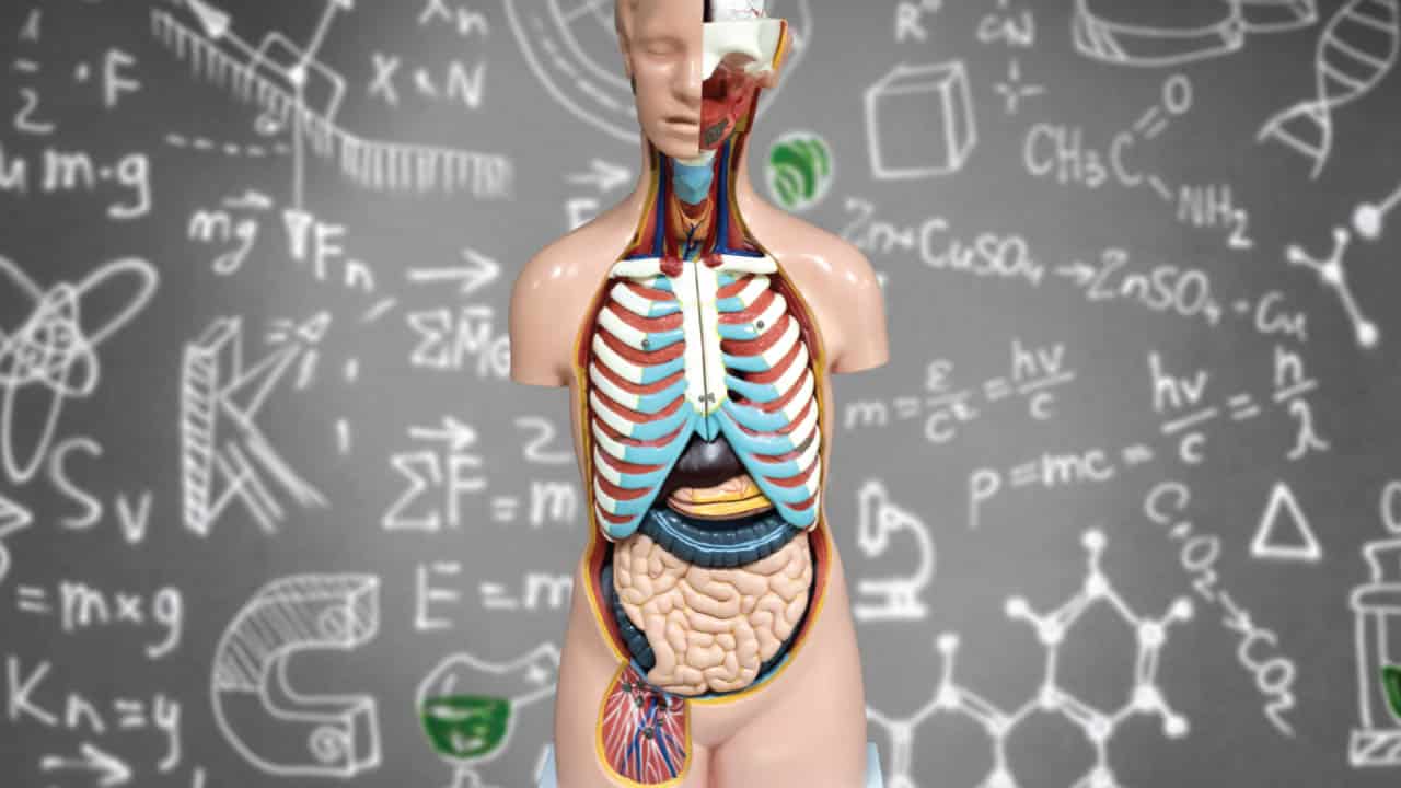 Structure & function of the human body